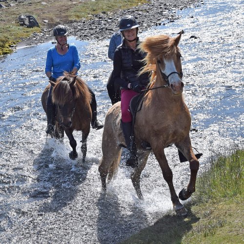 Flussdurchquerung zu Pferd - Island