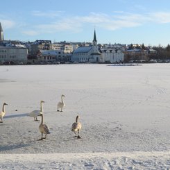 Tjörnin - Reykjavik