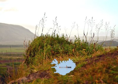 Flora - Island Flora - Island
