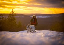 Schlittenfahrt durch das winterliche Schwedisch Lappland