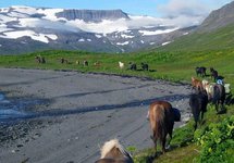 Strandir - Westfjorde