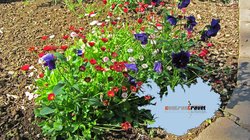 Blumen - Akureyri Blumen - Akureyri