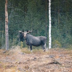 Elch in Schwedisch-Lappland