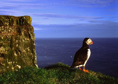 Látrabjarg - Westfjorde
