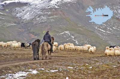 Skagafjörður - Nord-Island