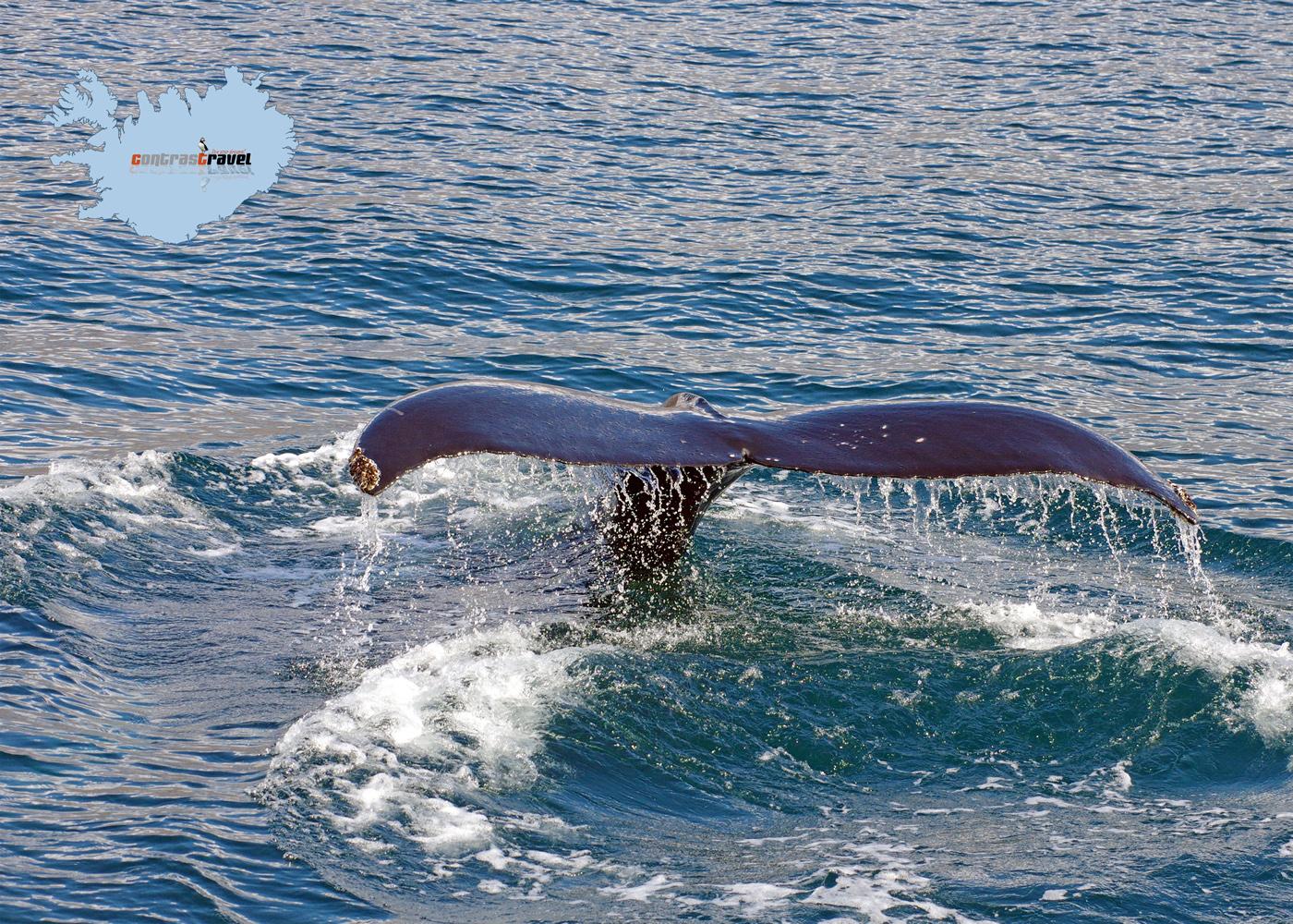Whale Watching Akureyri Whale Watching Akureyri