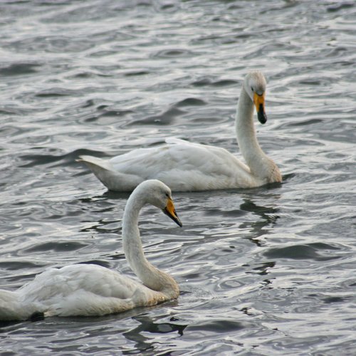 Singschwäne - Südost-Island