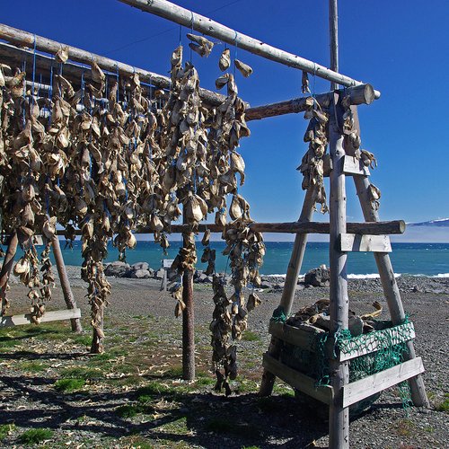 Fischköpfe - Island