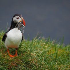 Papageientaucher