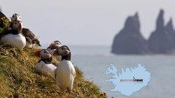 Papageientaucher - Süd-Island Papageientaucher - Süd-Island