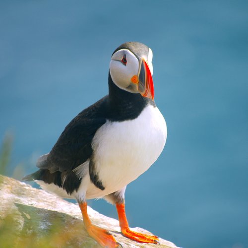 Papageitaucher - Westfjorde