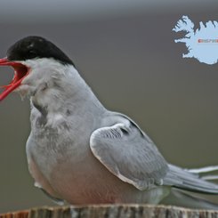 Küstenseeschwalbe - Westfjorde