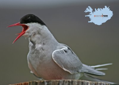 Küstenseeschwalbe - Westfjorde