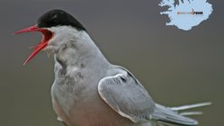 Küstenseeschwalbe - Westfjorde