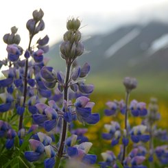 Lupine - Westfjorde