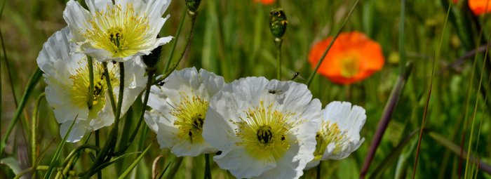 Arktischer Mohn - Island