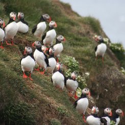 Papageientaucher - Island