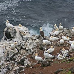 Basstölpel - Nordost-Island