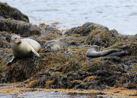 Vatnsnes - Nordwest-Island