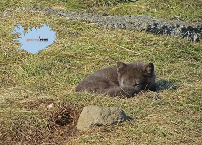 Polarfuchs - West-Island Polarfuchs - West-Island