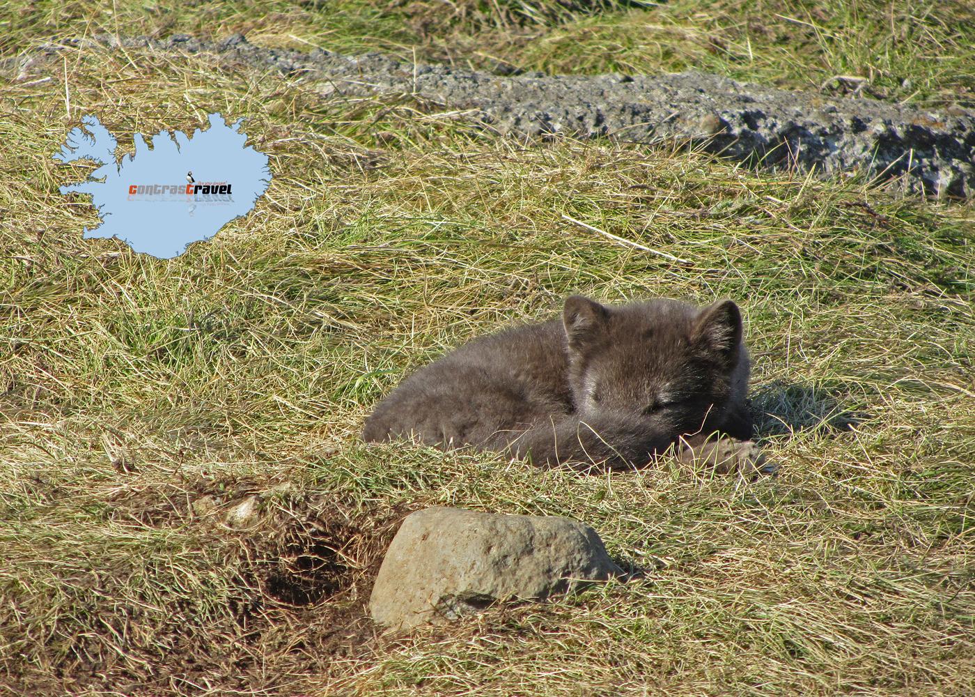 Polarfuchs - West-Island Polarfuchs - West-Island