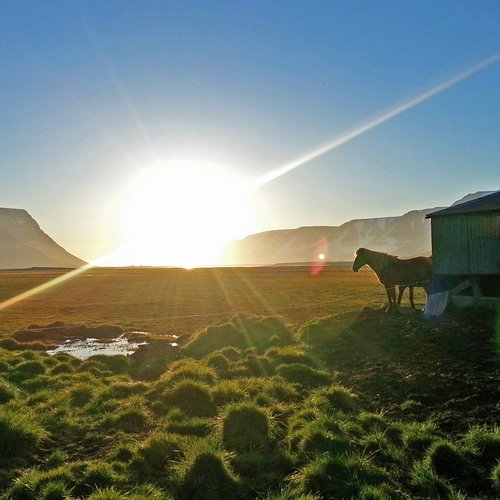 Islandpferd - Westfjorde