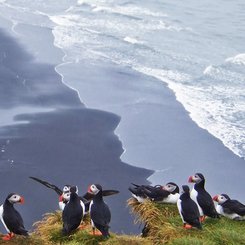 Dýrhólaey - Süd-Island