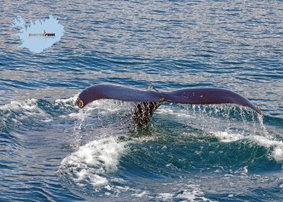 Whale Watching Akureyri