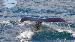 Whale Watching Akureyri