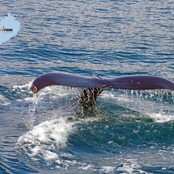 Whale Watching Akureyri