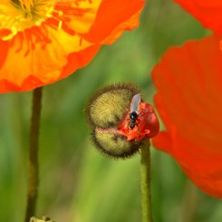 Arktischer Mohn