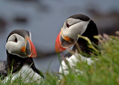 Papageitaucher - Westfjorde