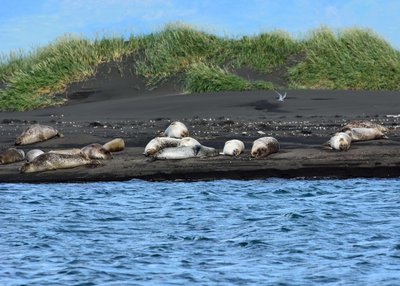 Nordwest-Island - Vatnsnes