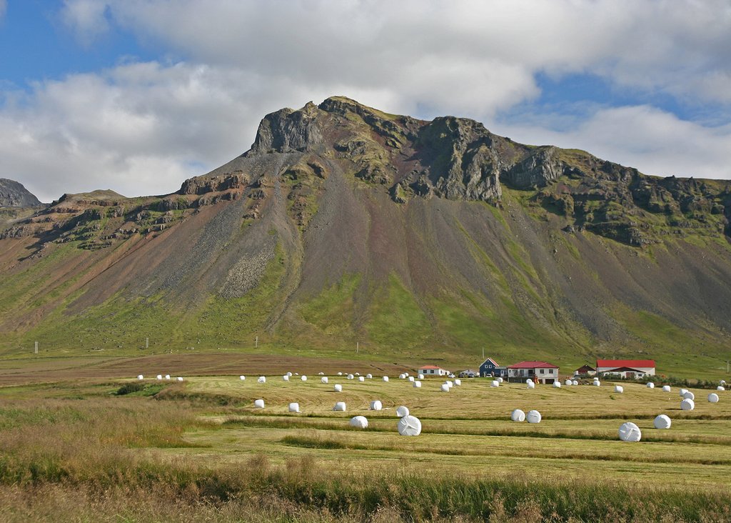 Schafe, Kühe, Heu - Landwirtschaft in Island