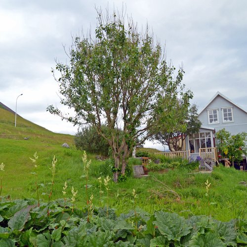 Bildudalur - Westfjorde