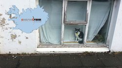 Katze - Reykjavik Katze - Reykjavik