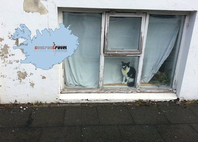 Katze - Reykjavik