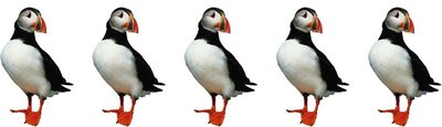 5 Lundis - schwer contrastravel Anforderungsprofil - 5 Papageitaucher - schwer
