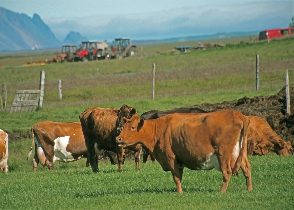 Schafe, Kühe, Heu - Landwirtschaft in Island