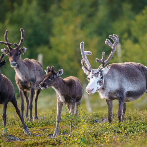 Rentiere im Stora Sjöfallet Nationalpark in Schweden