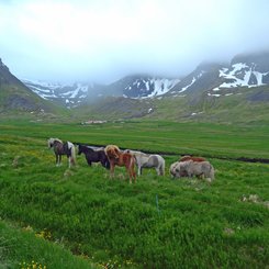 Islandpferde - Westfjorde