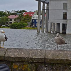 Möwen - Reykjavík