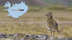 Goldregenpfeifer - Ostfjorde Goldregenpfeifer - Ostfjorde