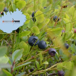 Blaubeeren - Island