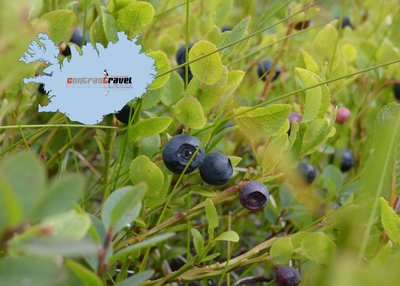 Blaubeeren - Island