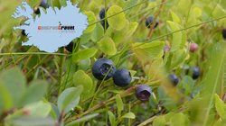 Blaubeeren - Island Blaubeeren - Island