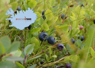 Blaubeeren - Island Blaubeeren - Island