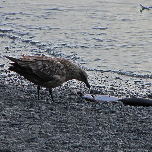 Raubmöwe - Südost-Island