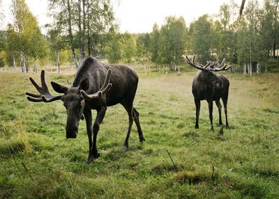 Elche in grüner Landschaft in Nord-Schweden