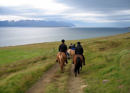 Islandpferde - Eyjafjorður - Nordlsland